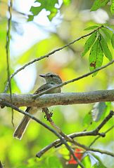 Fuscous Flycatcher